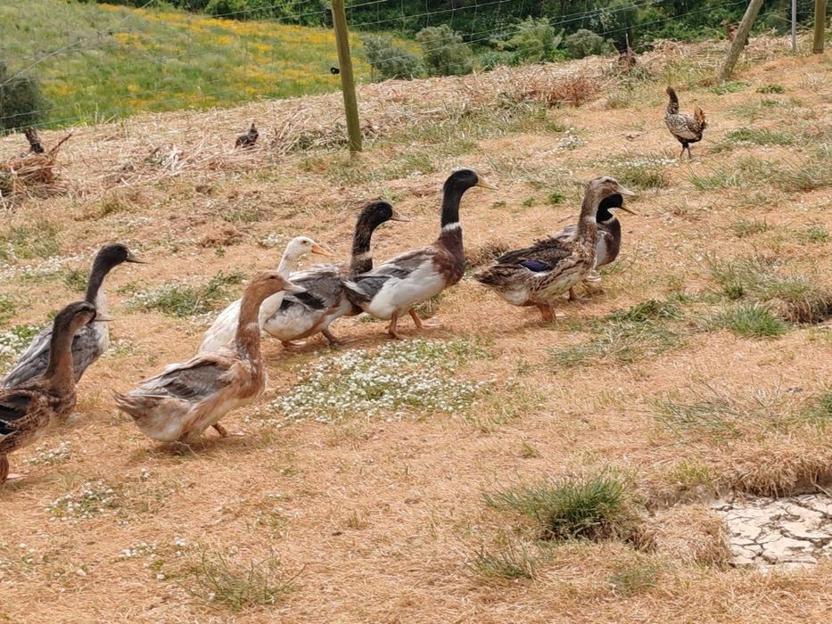 Ovos Patos jardim juvenis ornamentais