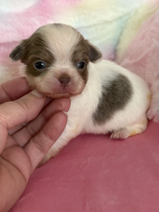 **Długowłosa sunia Calineczka**