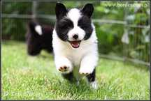 szczeniaki Border Collie suczka rodowód ZKwP FCI
