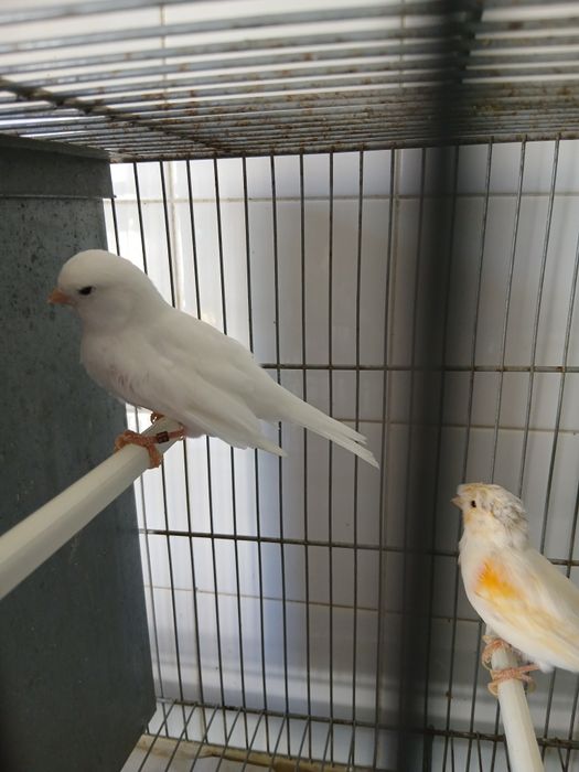 Casal canários  venda