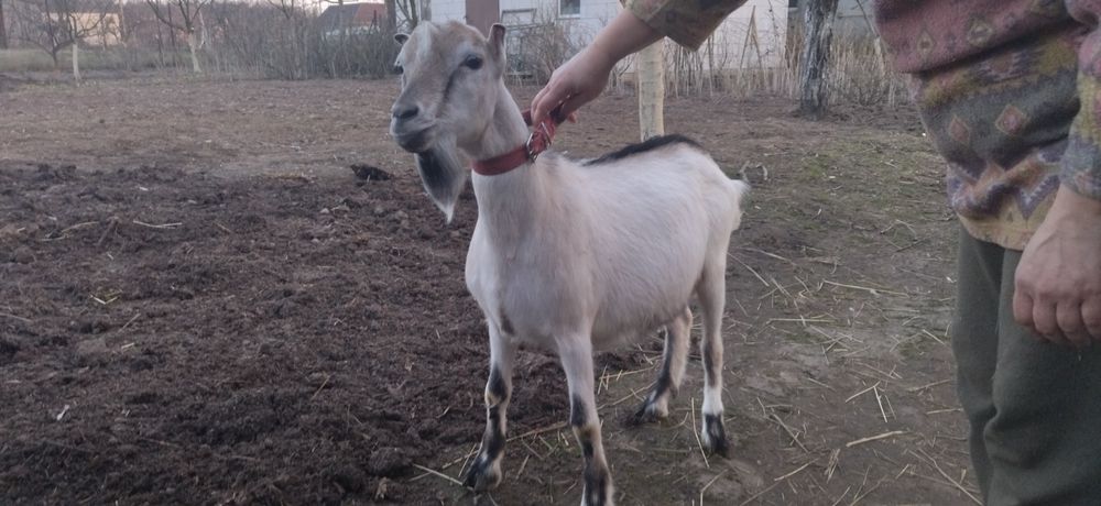 Козел ламанч суслік для спарювання кіз