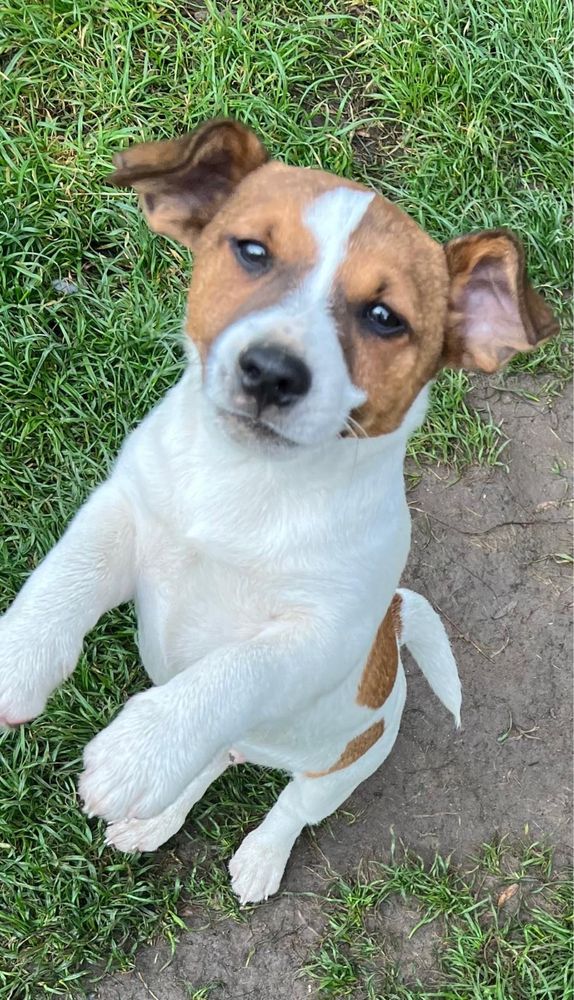 Śliczny Jack Russell Terrier