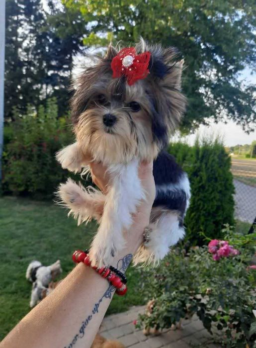 Mini xxs biewer suczka Yorkshire terrier paszport miniaturka