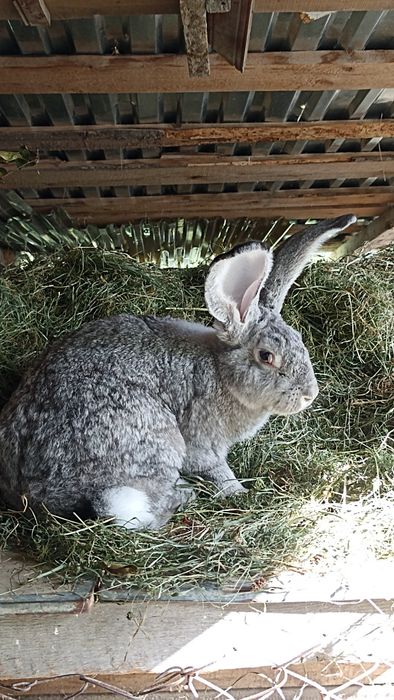 Фландр самчик кролі