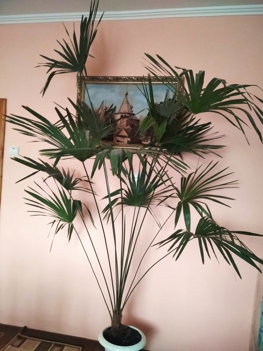 Пальма віялова (веєрна)