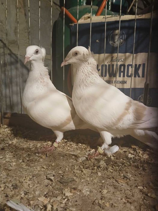 Sprzedam gołębie