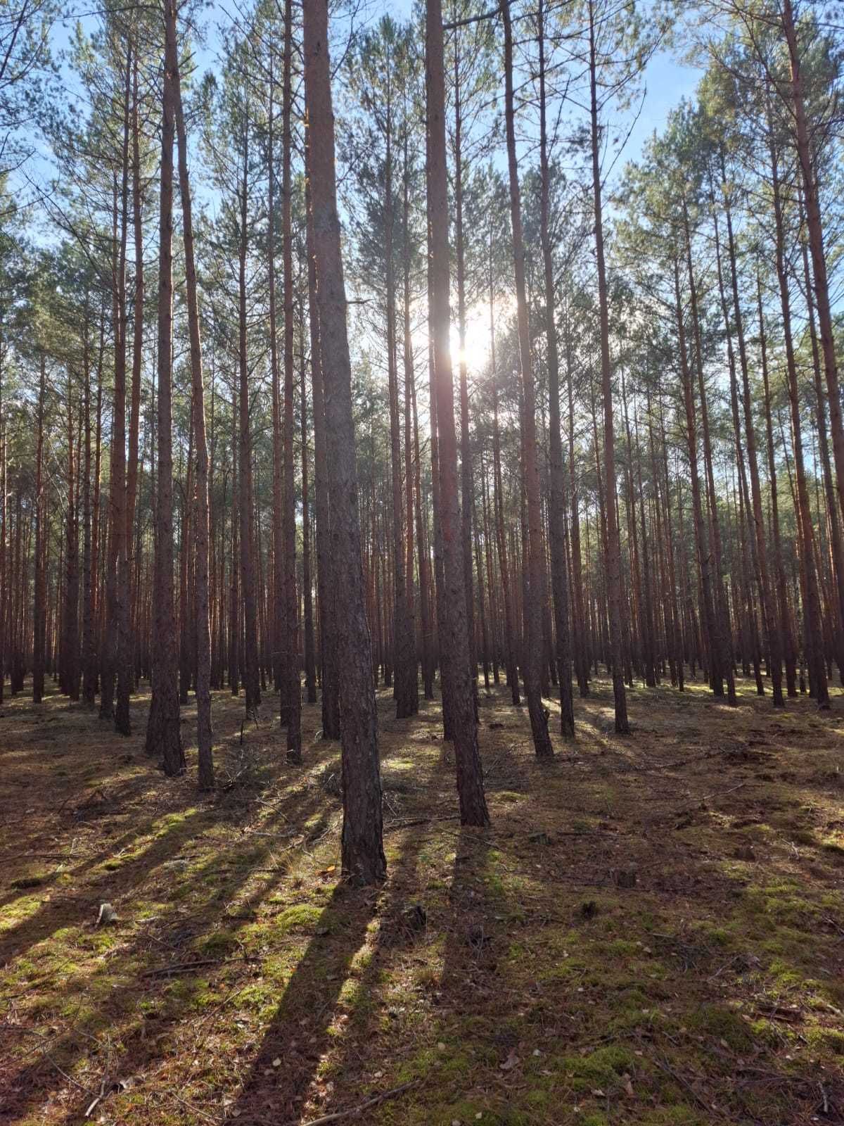 'W sam las' domek nad jeziorem