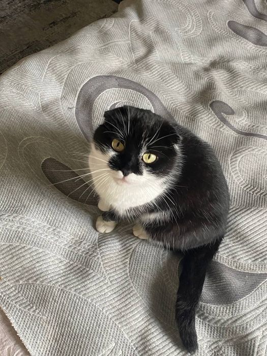 Шотландська висловуха кішка Марго шукає дім