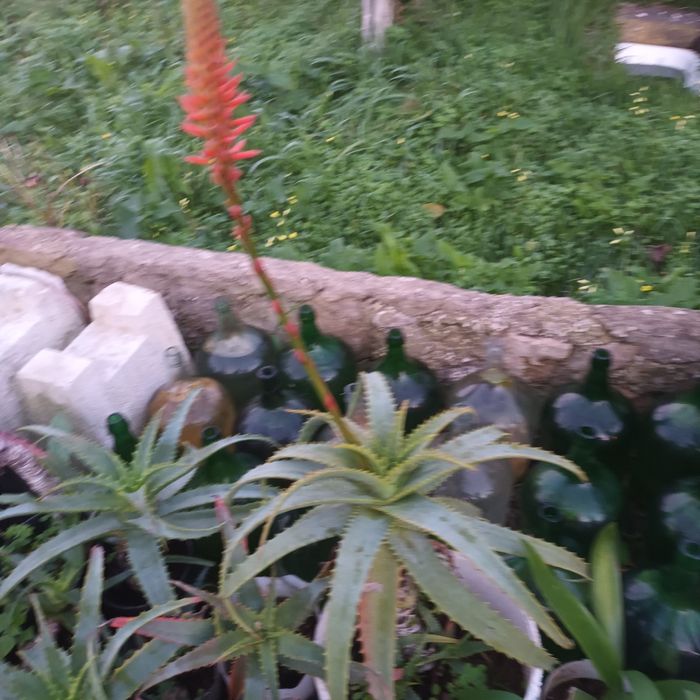 Aloe Vera excelentes
