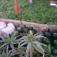 Suculentas Aloe Vera