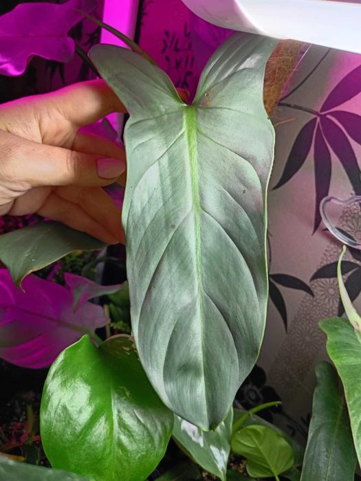 philodendron hastanum silver queen-cięty szczyt, duże liście