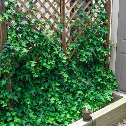 Плющ садовий вічнозелений