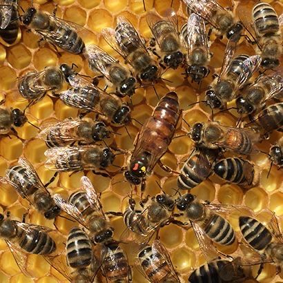 Продам бджолосім‘ї