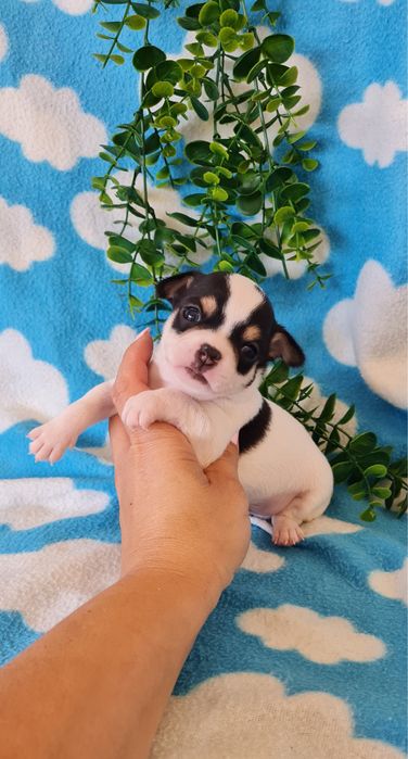 Estupendo Chihuahua/Chiuaua de Qualidade