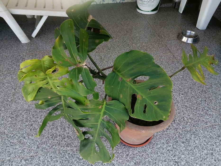 Planta Costela de Adão floreira antiga
