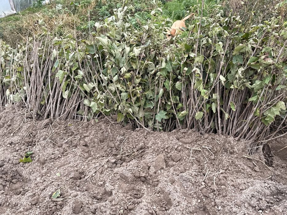 Porzeczka czerwona rolann