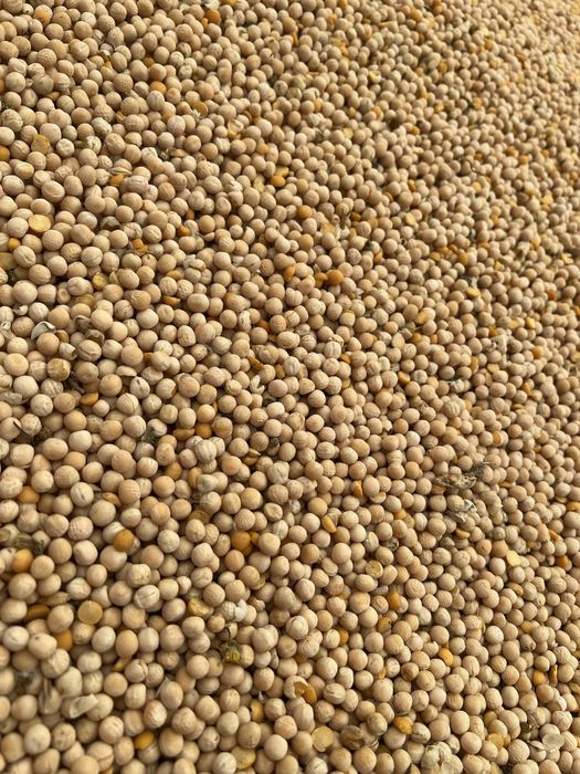 Groch po kombajnie sprzedaje na pasze