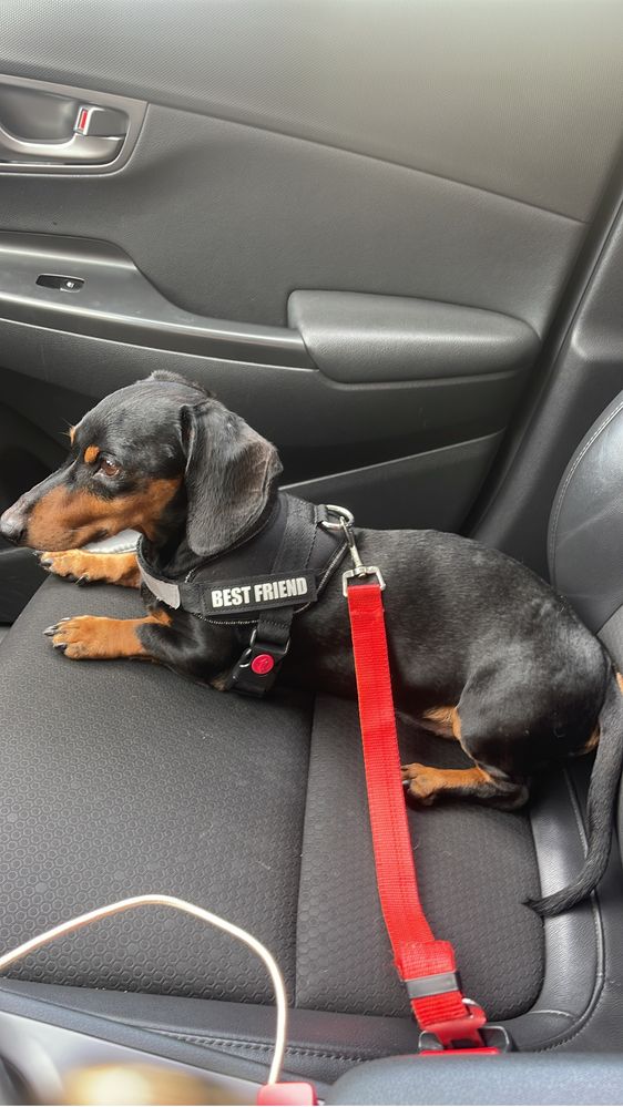 Petsitting ao domicilio