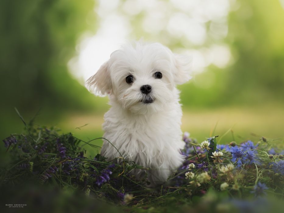 Maltańczyk chłopiec z rodowodem