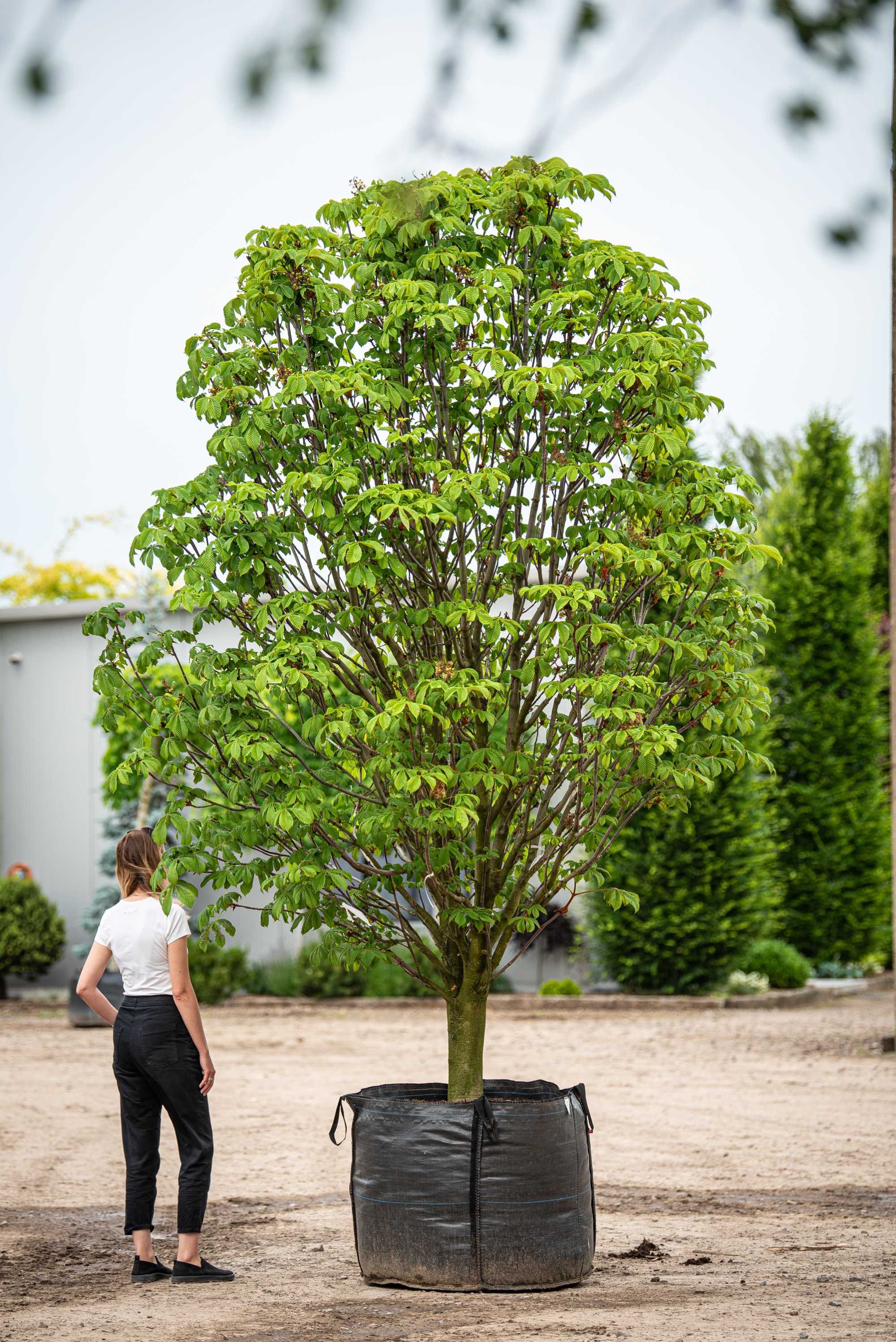 kasztanowiec biały 'Pyramidalis'/ Aesculus hippocastanum 'Pyramidalis'