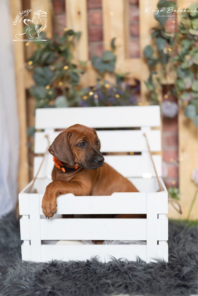 Rhodesian Ridgeback suczka Ślask standardowa śliczna dziewczynka