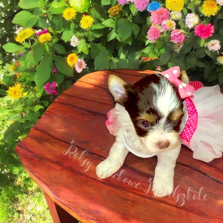 Wesoła, ciekawska niezwykła suczka Biro Yorkshire Terrier