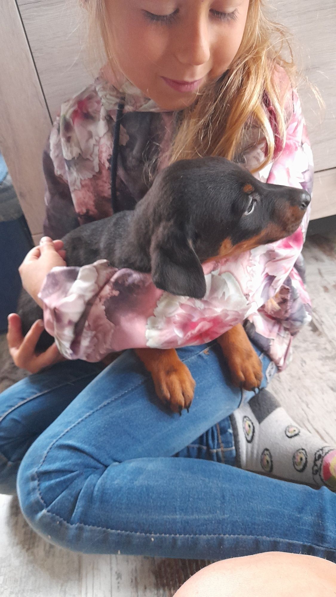 Doberman szczeniak rezerwacja