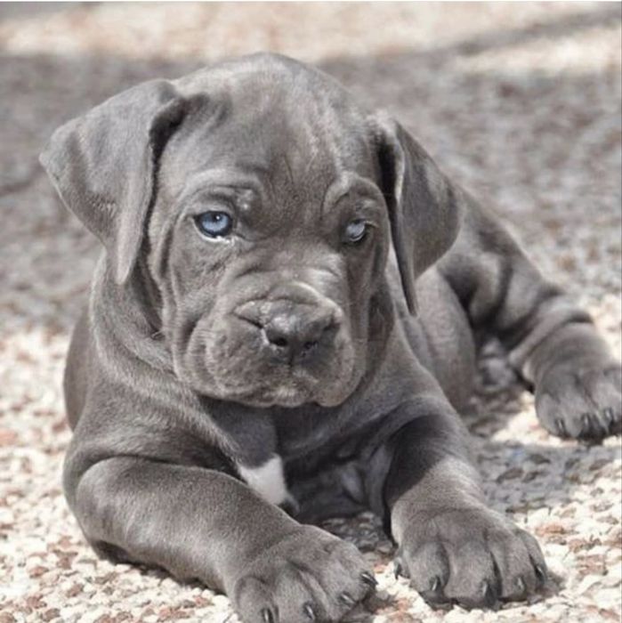 Елітні хлопчики Cane corso-сірого окрасу