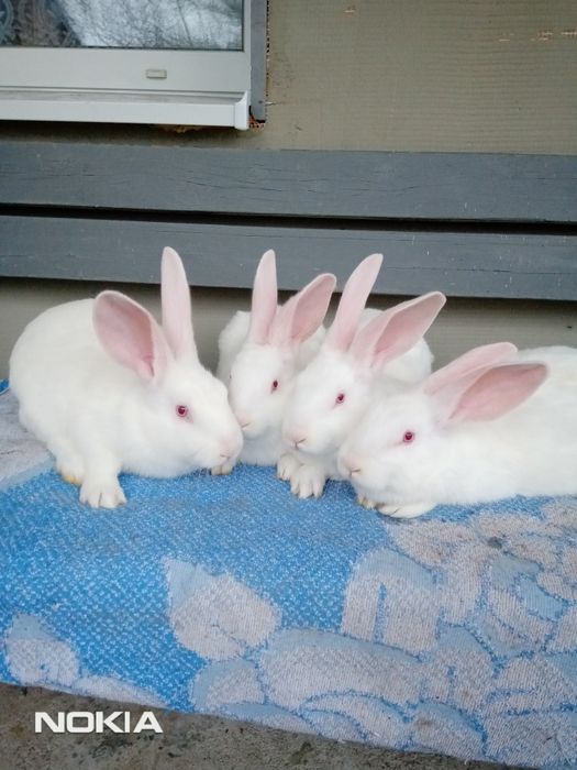 Молодняк Термончика