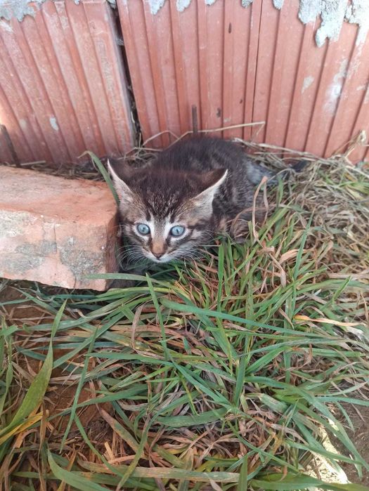 Oddam koty w dobre ręce