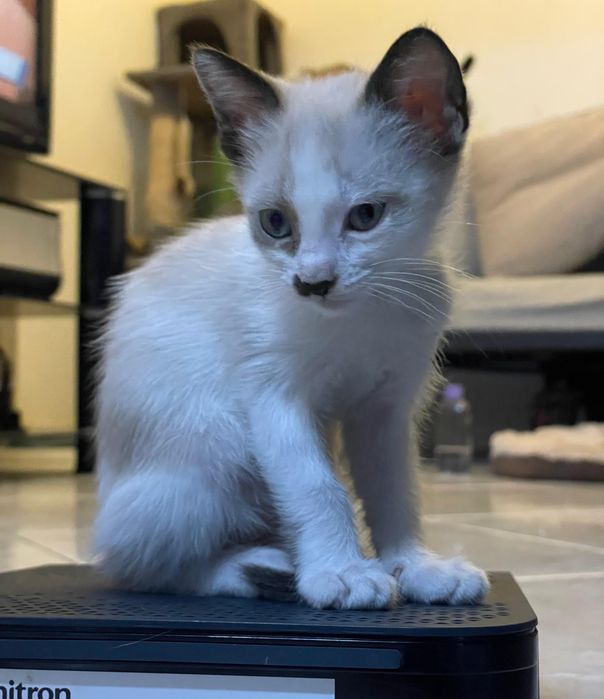 Gatinha para dar