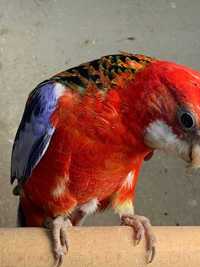 Ласковые и игривые попугаи Розелла: найдите своего нового друга