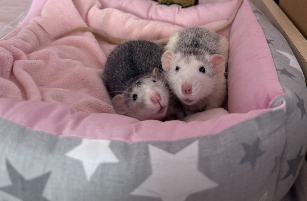 Крысы пацюки крысята дамбо крыски хаски пацючата