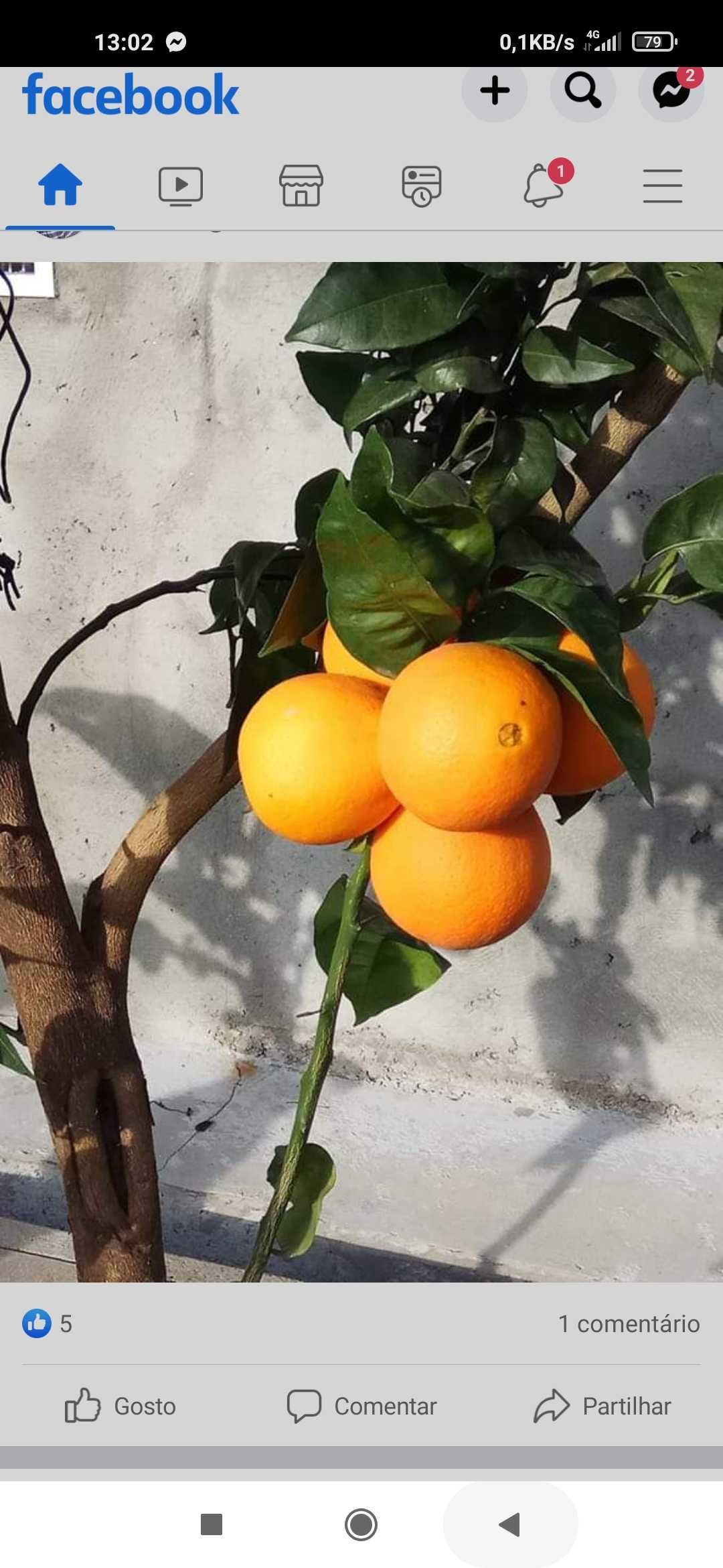 Citrinos limoeiro laranjeira clementineira Lima tangerineira