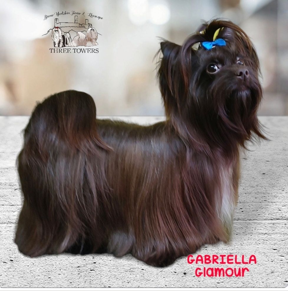 Black Yorkshire Terrier. Czarny York suczka