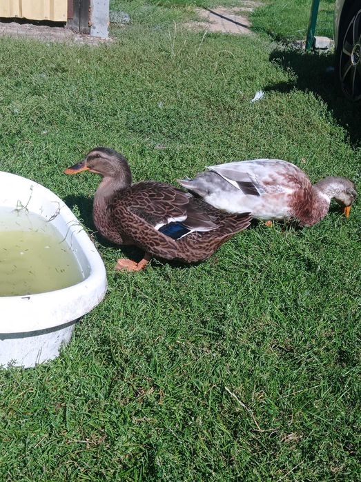 Parka kaczka i kaczorek