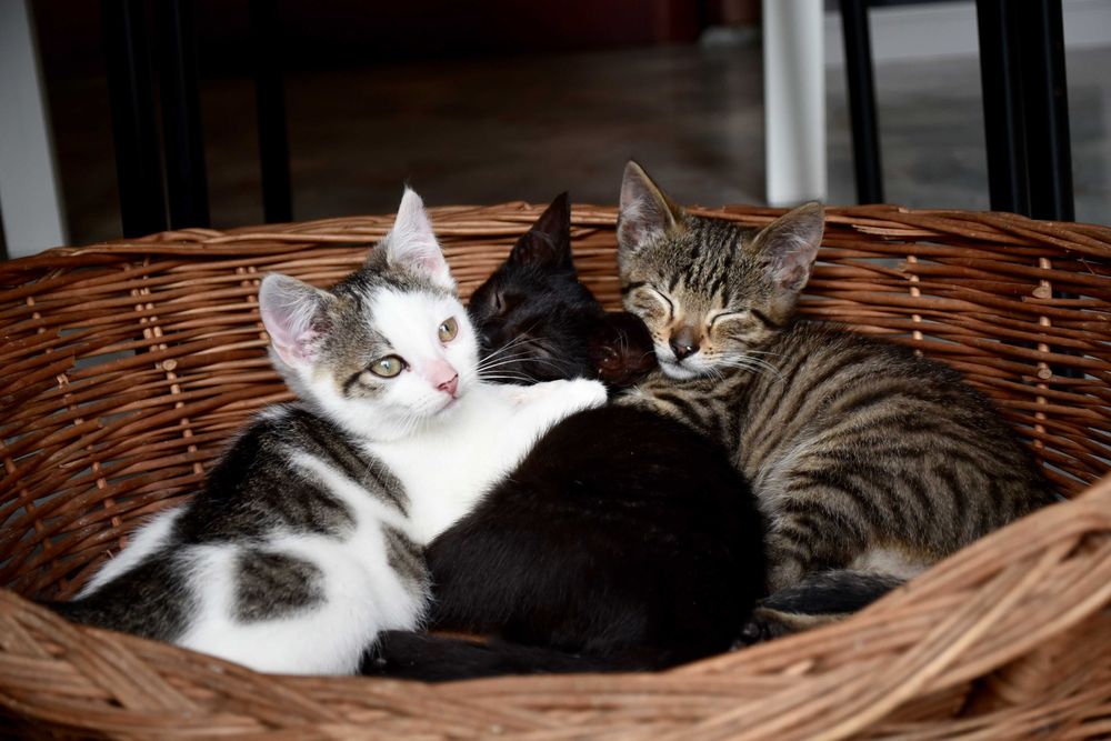 Kopciuszek szuka domu! Fundacja "Stawiamy na Łapy"