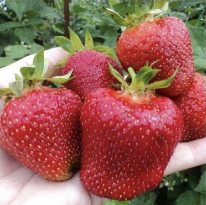 Саженцы клубники Дарселект и Хоней