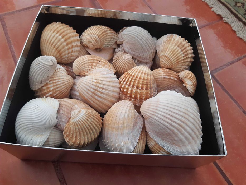 Caixa cheia de conchas grandes