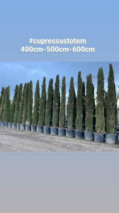 Cupressus Totem 100CM-150CM-200CM- 300CM-400CM