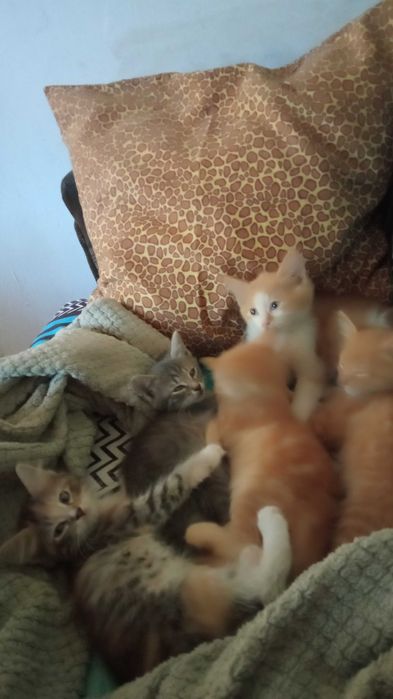 Віддам кошенят в добрі руки
