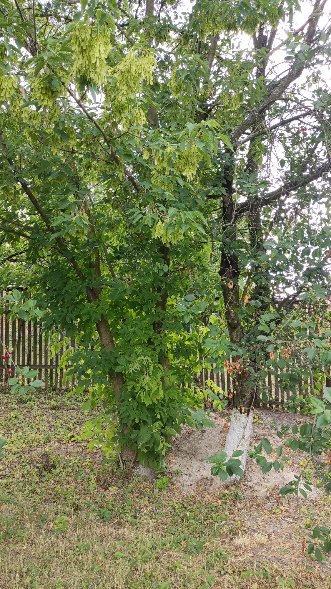 Віддам безкоштовно дерева на дрова