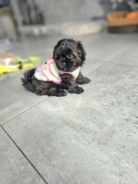 Zobacz Filmik Zjawiskowa Dziewczynka Maltipoo