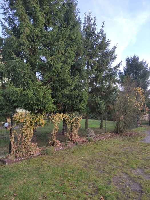 Oddam drewno za wycinke