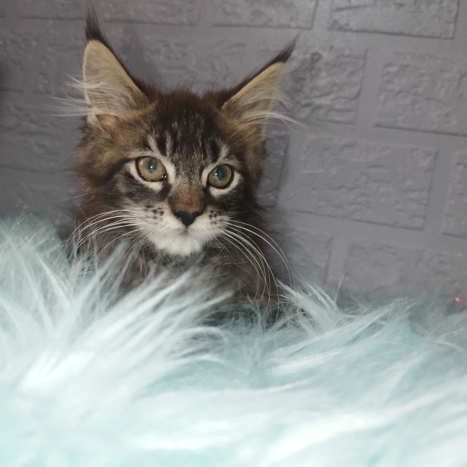 Maine Coon kocurek