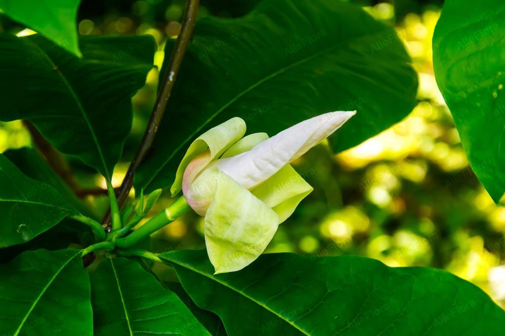 Magnolia parasolowata (Magnolia tripetala) Wys. 80-120cm Doniczka 2.0L