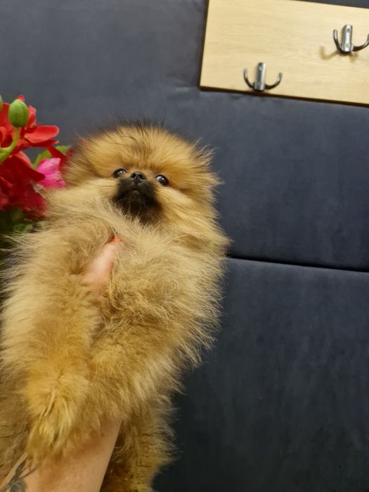 Szpic miniaturowy Pomeranian Boo 2xszczepienia wyprawka I legowisko