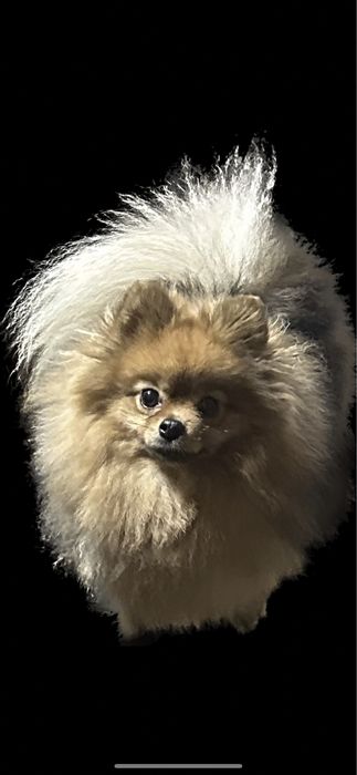 Szpic miniaturowy FCI , piękna suczka rezerwacja