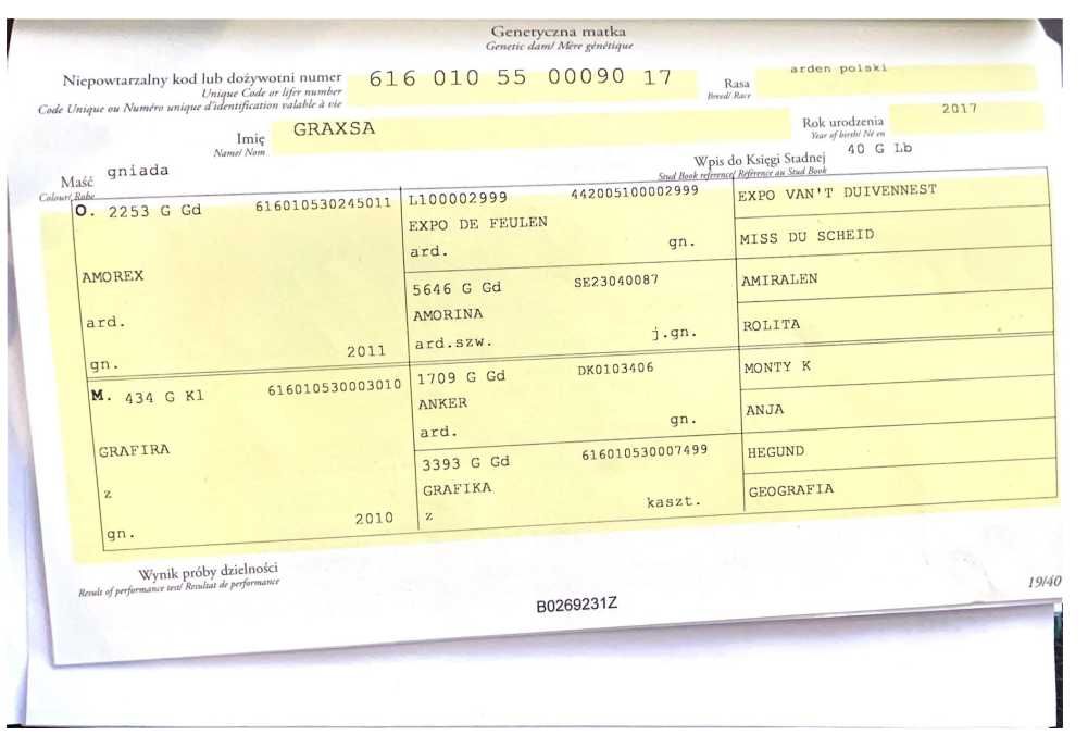 Sprzedam ogiera zimnokrwistego z licencją