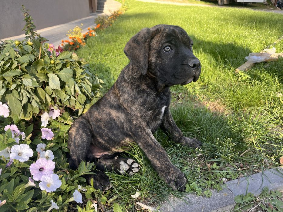 Piesek Cane Corso